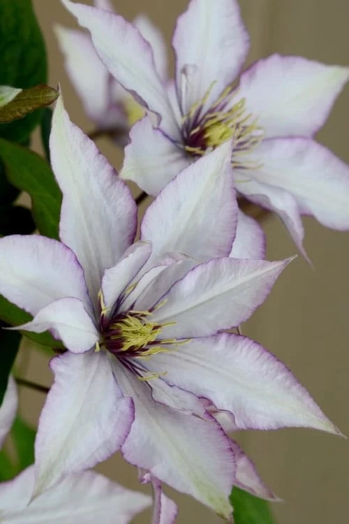 Samaritan Jo Clematis - 1 Gallon Pot - Image 4