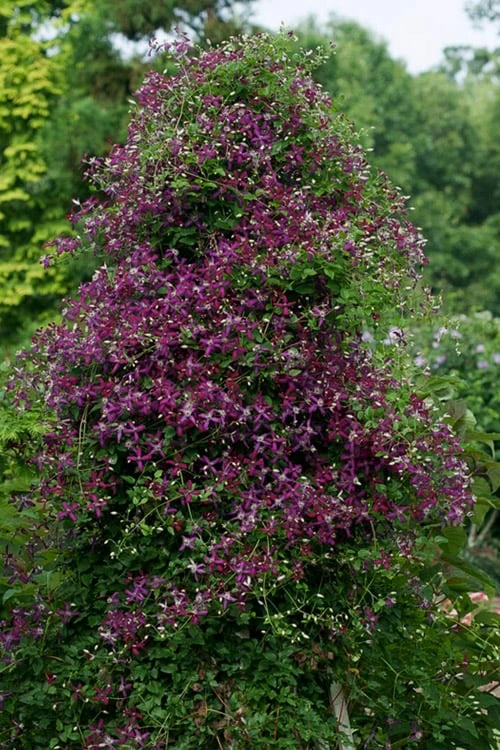 Sweet Summer Love Clematis - 1 Gallon Pot - Image 5