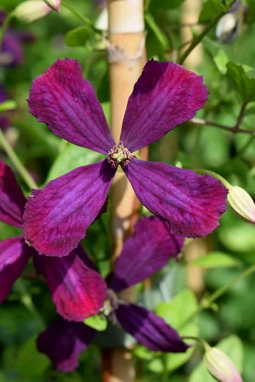 Sweet Summer Love Clematis - 1 Gallon Pot - Image 7
