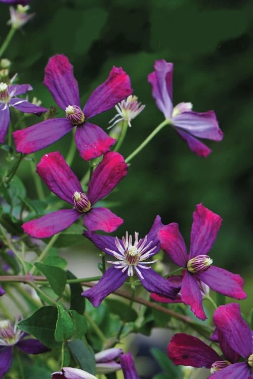 Sweet Summer Love Clematis - 1 Gallon Pot - Image 4