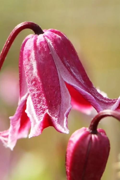 Etioile Rose Clematis - 1 Gallon Pot - Image 5