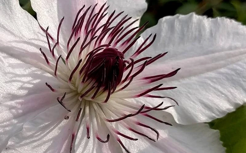 The Countess Of Wessex Clematis - 1 Gallon Pot - Image 5