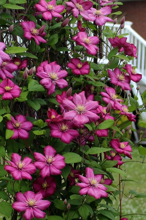 Ville De Lyon Clematis - 1 Gallon Pot - Image 5