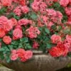 Coral Drift Groundcover Rose - 2 Gallon Pot
