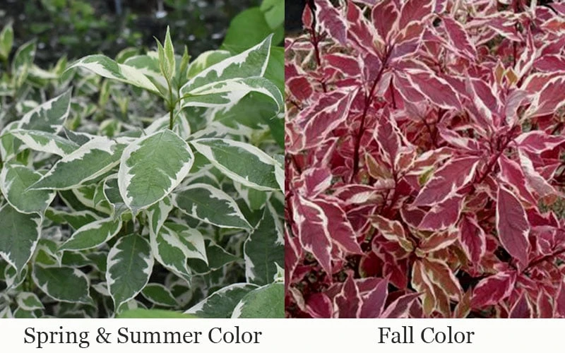 Ivory Halo Tatarian Dogwood (Cornus Alba) - 1 Gallon Pot - Image 7