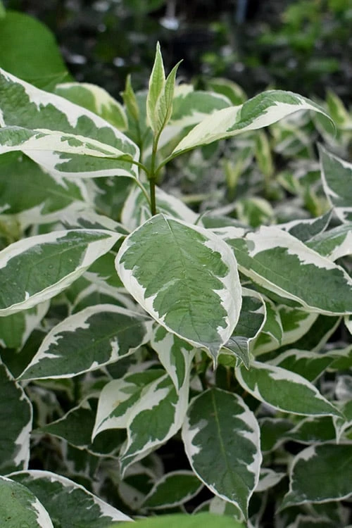 Ivory Halo Tatarian Dogwood (Cornus Alba) - 1 Gallon Pot