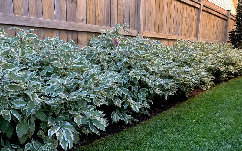 Ivory Halo Tatarian Dogwood (Cornus Alba) - 1 Gallon Pot - Image 8