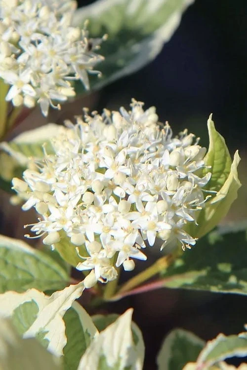 Ivory Halo Tatarian Dogwood (Cornus Alba) - 1 Gallon Pot - Image 5