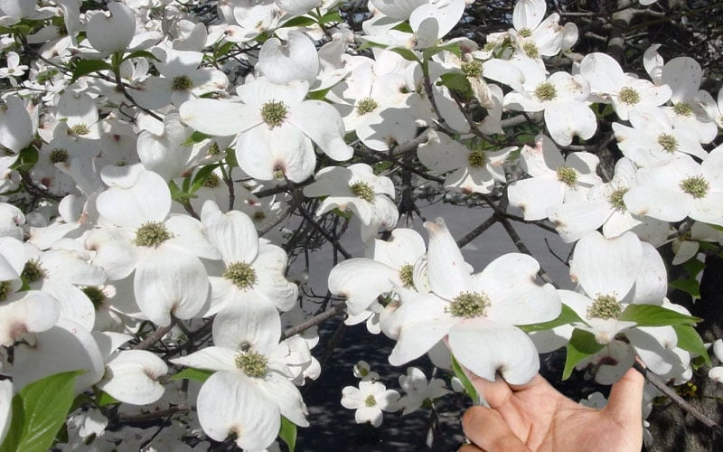 Super Princess White Dogwood - 3 Gallon Pot - Image 7