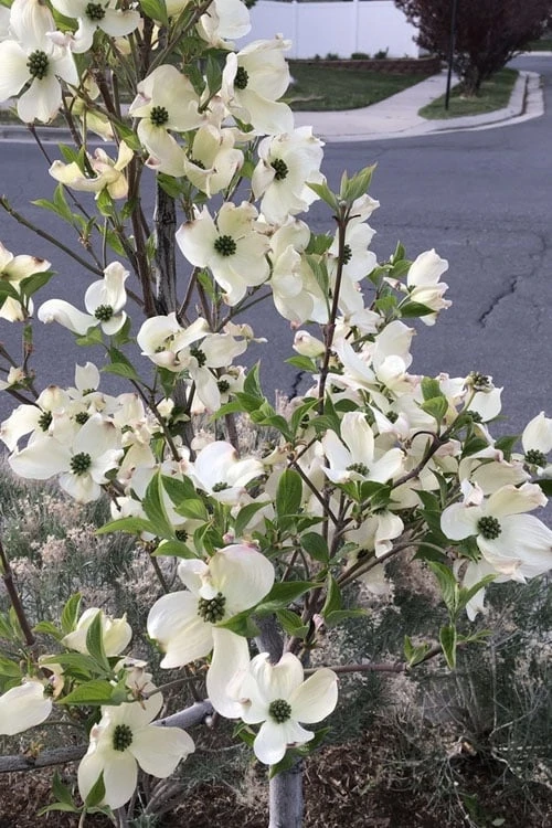 Super Princess White Dogwood - 3 Gallon Pot - Image 4