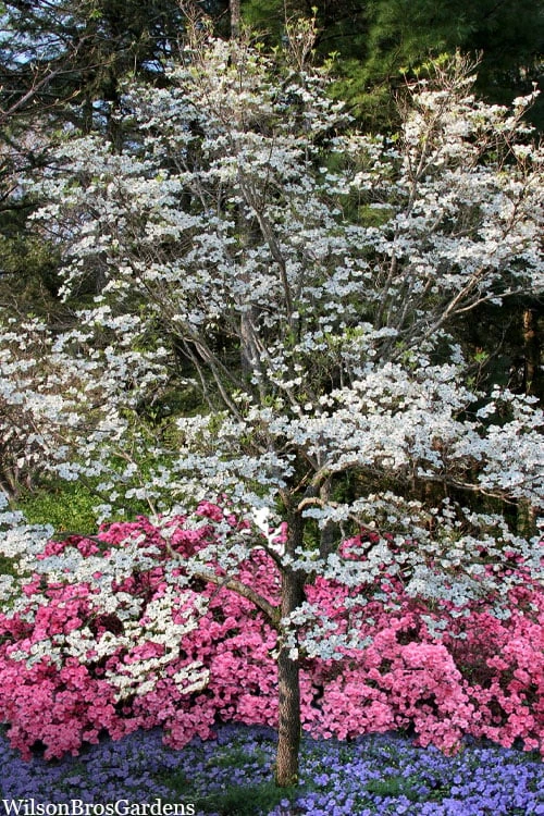 Super Princess White Dogwood - 3 Gallon Pot - Image 6