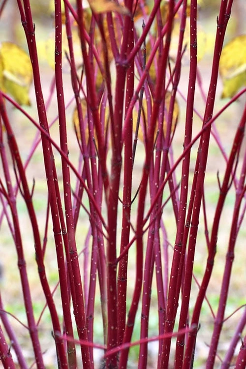 Red Osier Red Twig Dogwood (Cornus Sericea) - 3 Pack Of 1.5 Quart Pots - Image 5