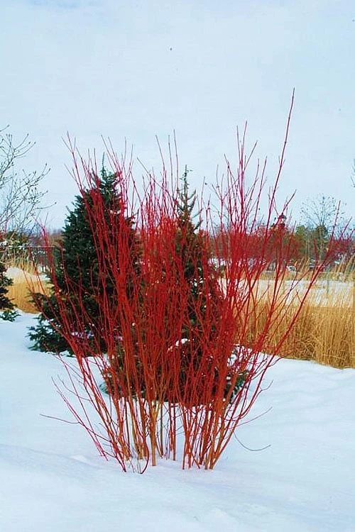 Red Osier Red Twig Dogwood (Cornus Sericea) - 3 Pack Of 1.5 Quart Pots - Image 4