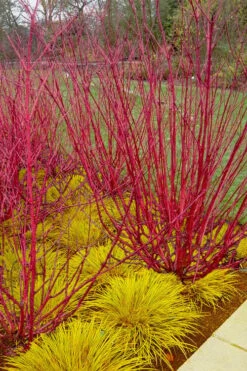 Red Osier Red Twig Dogwood (Cornus Sericea) - 3 Pack Of 1.5 Quart Pots
