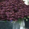 Velveteeny Purple Smoke Bush (Cotinus Coggygria) - 3 Gallon Pot