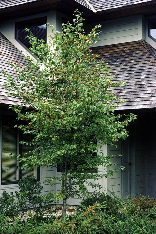 Washington Hawthorn (Crataegus Phaenopyrum) - 3 Pack Of 1.5 Quart Pots - Image 5