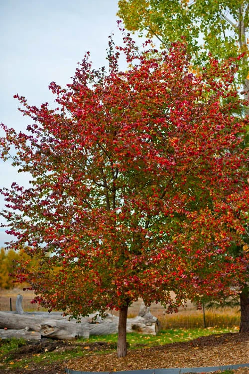 Washington Hawthorn (Crataegus Phaenopyrum) - 3 Pack Of 1.5 Quart Pots - Image 6