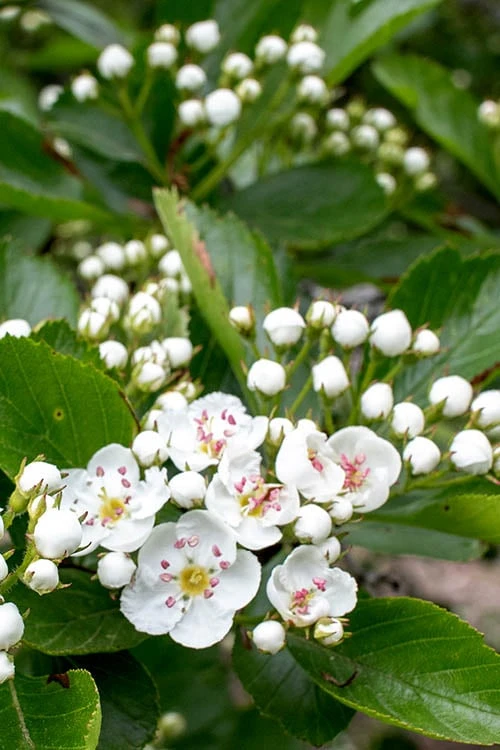 Washington Hawthorn (Crataegus Phaenopyrum) - 3 Pack Of 1.5 Quart Pots - Image 8