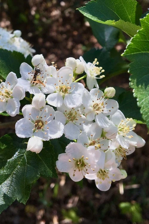 Washington Hawthorn (Crataegus Phaenopyrum) - 3 Pack Of 1.5 Quart Pots - Image 9