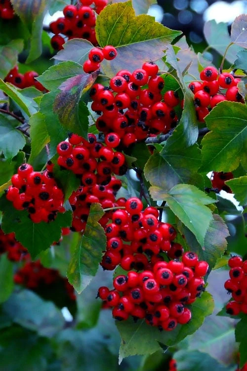 Washington Hawthorn (Crataegus Phaenopyrum) - 3 Pack Of 1.5 Quart Pots - Image 7