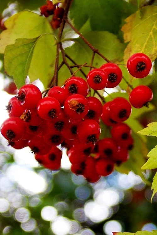 Washington Hawthorn (Crataegus Phaenopyrum) - 3 Pack Of 1.5 Quart Pots - Image 10