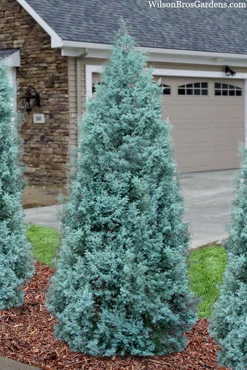 Blue Ice Arizona Cypress - 7 Gallon Pot (5-6') - Image 4