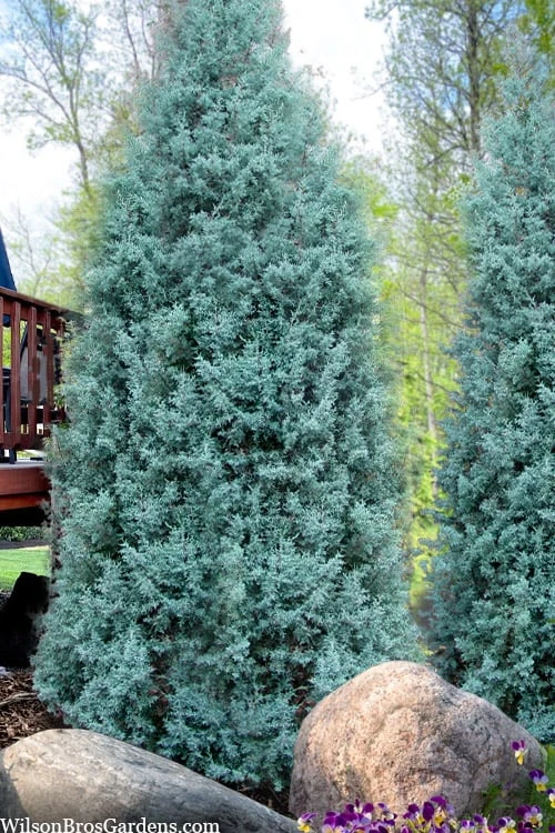 Blue Ice Arizona Cypress - 7 Gallon Pot (5-6') - Image 6