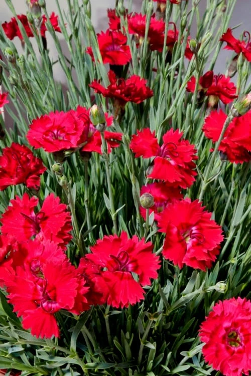 Fire Star Dianthus (Carnation) - 1 Gallon Pot - Image 5