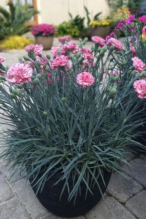 Pinball Wizard Dianthus - 6-Pack Of 1 Gallon Pots - Image 6