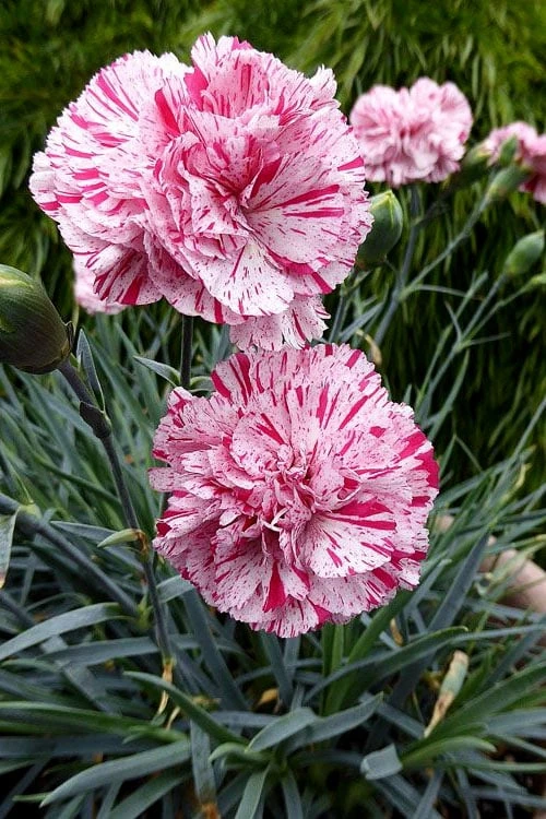 Pinball Wizard Dianthus - 6-Pack Of 1 Gallon Pots - Image 5