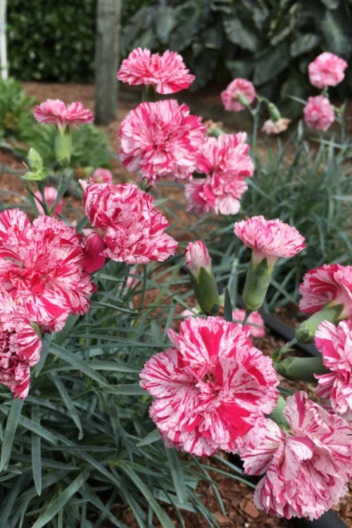 Pinball Wizard Dianthus - 6-Pack Of 1 Gallon Pots - Image 4