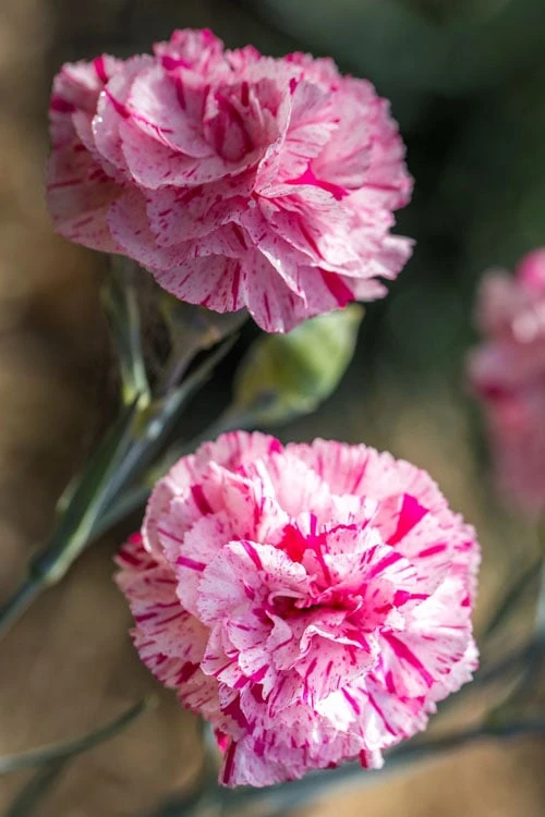 Pinball Wizard Dianthus - 6-Pack Of 1 Gallon Pots - Image 9