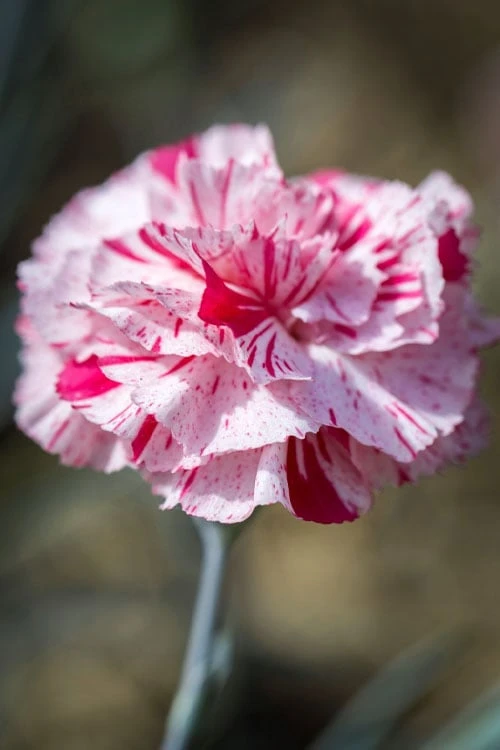 Pinball Wizard Dianthus - 6-Pack Of 1 Gallon Pots - Image 7