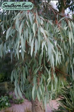 Angus Cold Hardy Eucalyptus Tree (Eucalyptus Nicholii) - 2 Gallon Pot