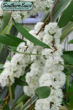 Snow Day Cold Hardy Eucalyptus Tree (Eucalyptus Gregsoniana) - Quart Pot
