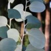 Mappa Tassie Cold Hardy Eucalyptus Tree (Eucalyptus Pauciflora) - 2 Gallon Pot