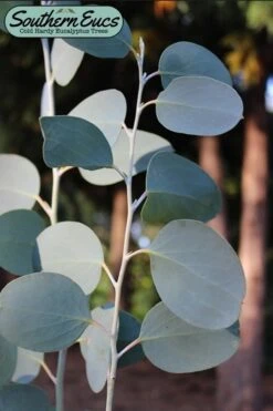Mappa Tassie Cold Hardy Eucalyptus Tree (Eucalyptus Pauciflora) - 3 Gallon Pot