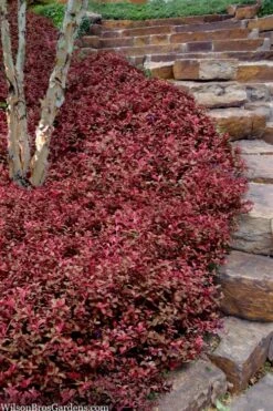 Purple Wintercreeper (Euonymus Fortunei 'Coloratus') - 36 Pack Of Pint Pots