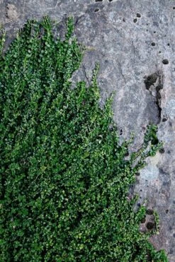 Kewensis Euonymus (Miniature Wintercreeper) - 6 Pack Of Pint Pots