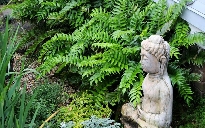 Japanese Holly Fern - Cyrtomium Falcatum 'Rochfordianum' - 2.5 Quart Pot - Image 6