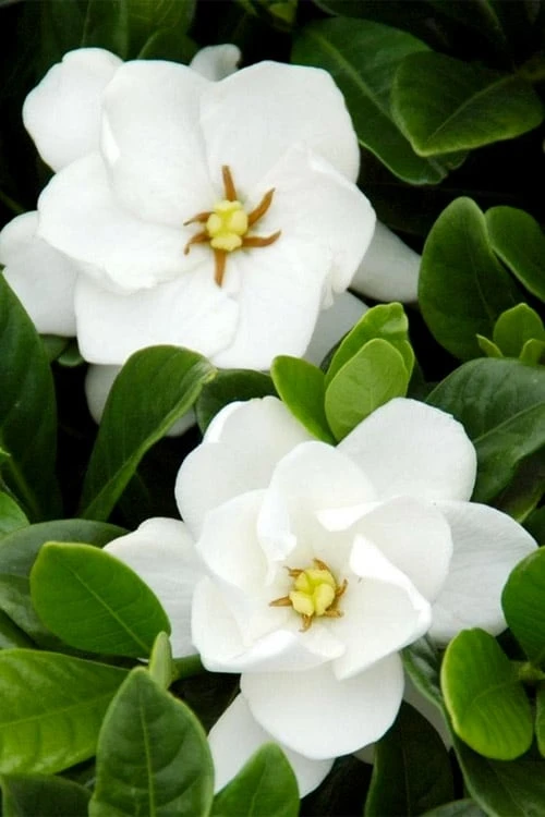 Buttons Gardenia - 1 Gallon Pot - Image 5