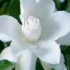 Celestial Star Gardenia - 1 Gallon Pot