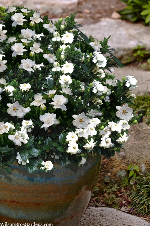 Buttons Gardenia - 3 Gallon Pot - Image 4