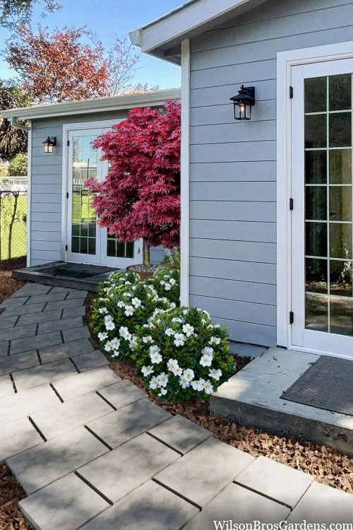 Snow Globe Gardenia - 3 Gallon Pot - Image 4