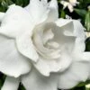 Snow Puff Hardy Gardenia - 3 Gallon Pot