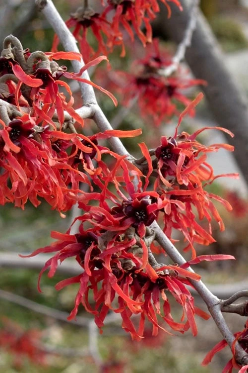 Diane Red Witch Hazel (Hamamelis X Intermedia) - 7 Gallon Pot - Image 10