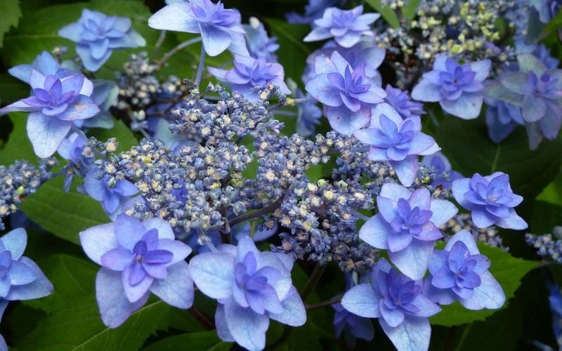 Izu No Hana Lacecap Hydrangea - 3 Gallon Pot - Image 5