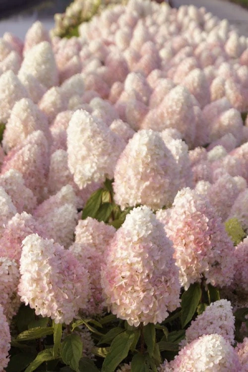 Sweet Summer Panicle Hydrangea - 3 Gallon Pot - Image 6