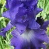 Speeding Again Reblooming Bearded Iris - 1 Gallon