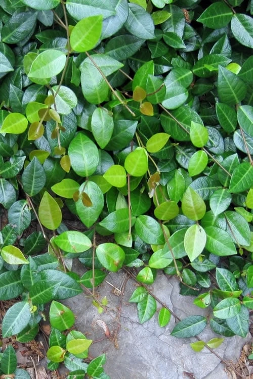 Asian Jasmine - Asiatic Jasmine - 18 Count Flat Of Pint Pots - Image 5